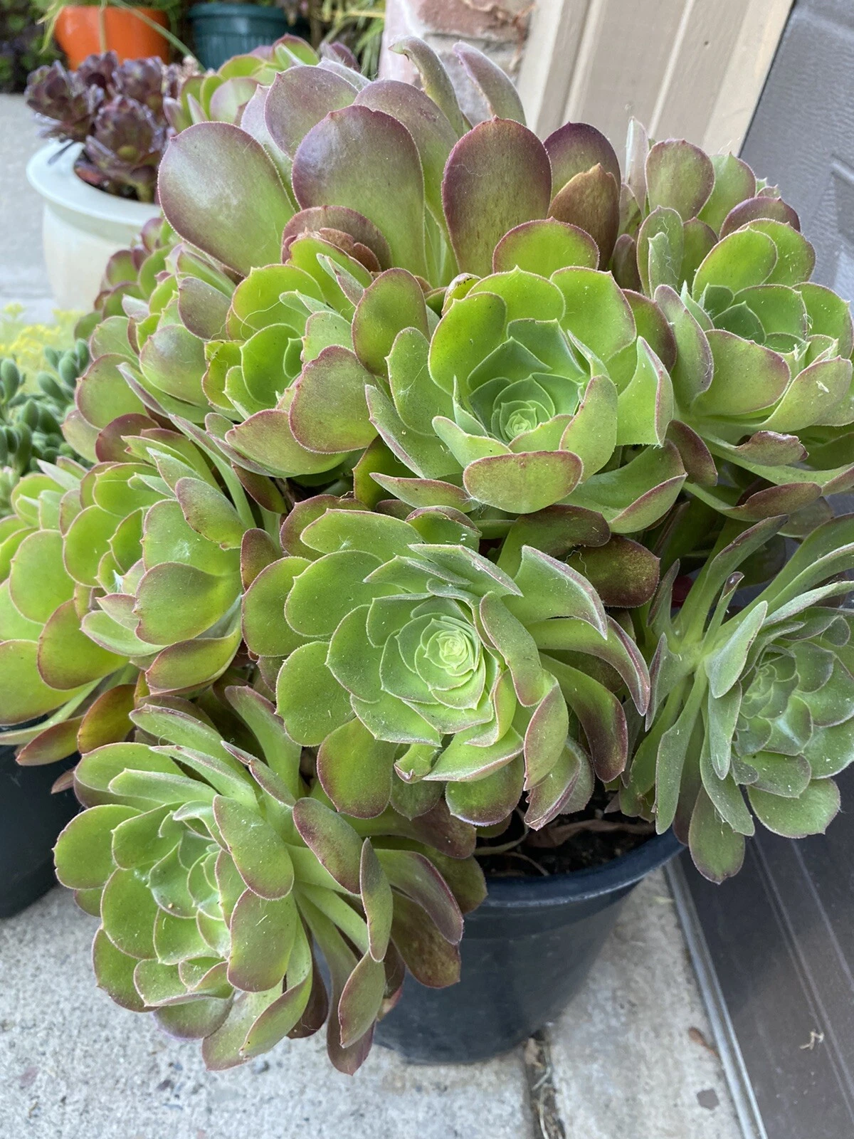 Unrooted Aeonium Succulent Cuttings – 5 Rosettes, 3 Inches Wide, Green Varieties for Propagation & Garden Planting