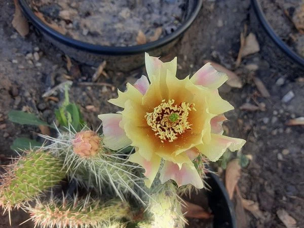 Opuntia Polyacantha Cactus Cutting – Cold Hardy Plains Prickly Pear for Outdoor Garden, Unrooted Pad Propagation, Xeriscape Plant