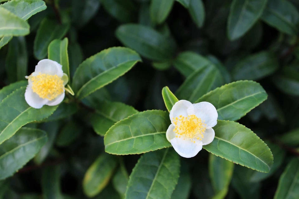 Camellia sinensis Live Plant Plug – Tea Plant Starter 1–4 Inches, Evergreen Shrub for Garden & Container Growing