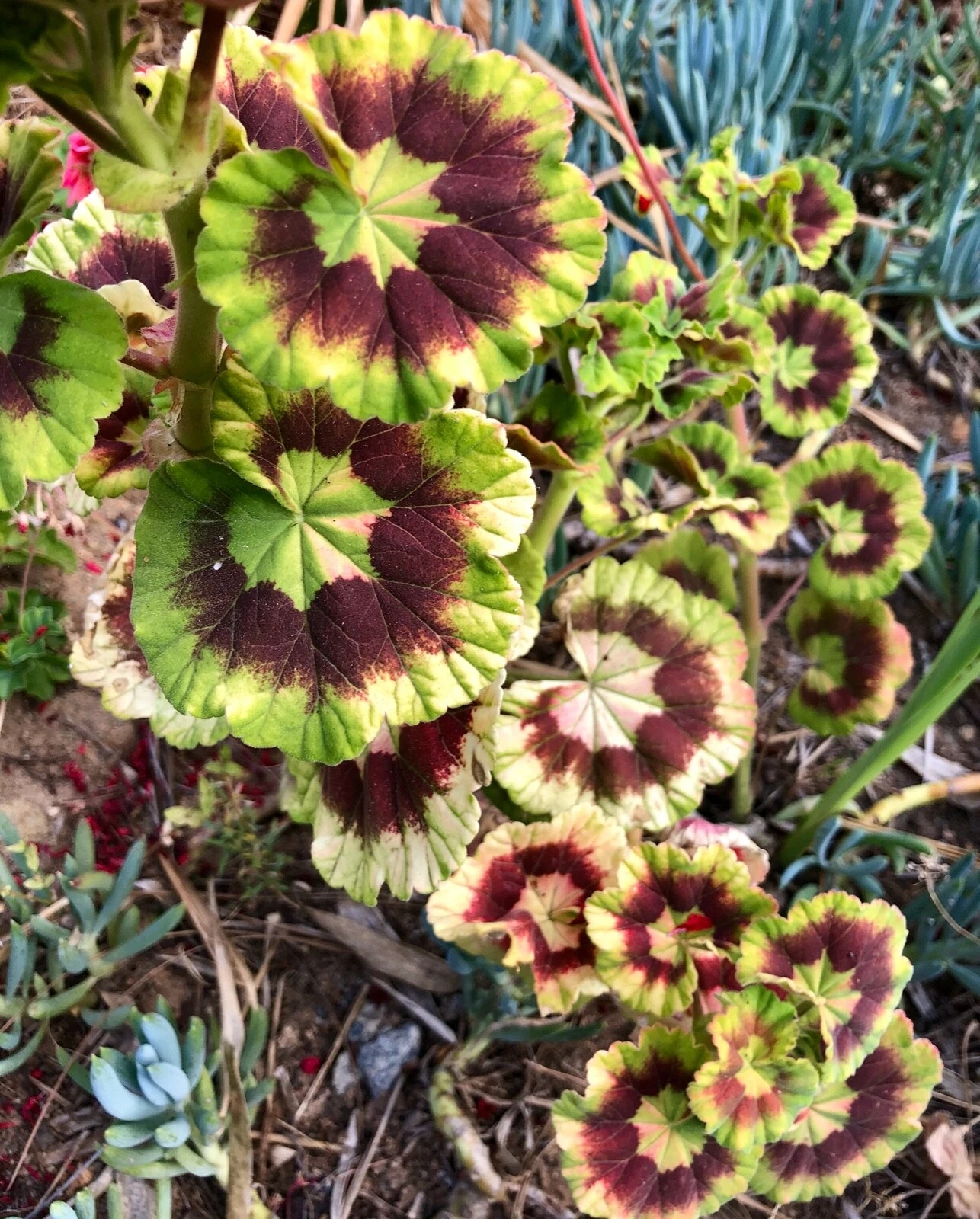 Rare Variegated Pelargonium Zonal Geranium Live Starter Cutting – Colorful Foliage for Pots & Garden