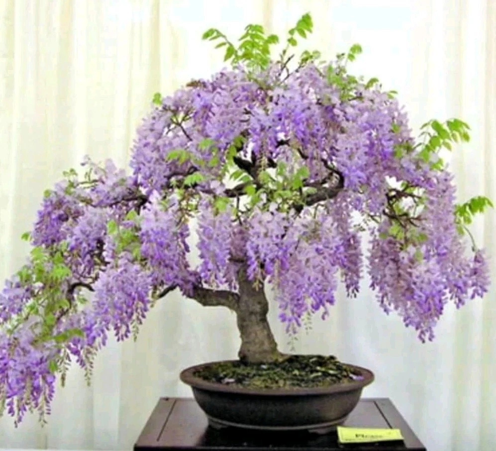 Blue Moon Wisteria Cuttings – Unrooted Lavender Blue Flowering Vine, Wisteria macrostachya, 6-8 Inches