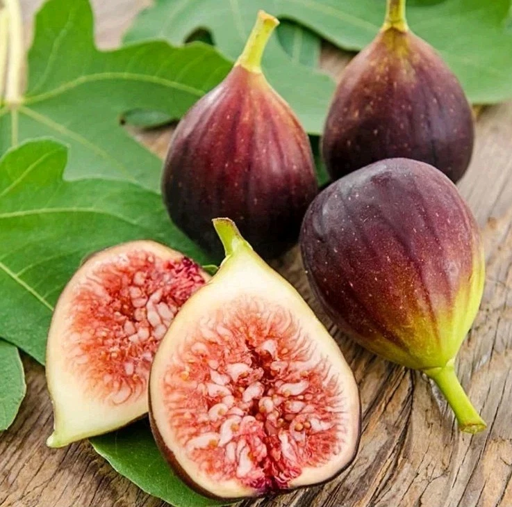Brown Turkey Fig Cuttings Ficus carica – Cold Hardy Fruit Tree Propagation Set of 4 Unrooted Planting Cuttings
