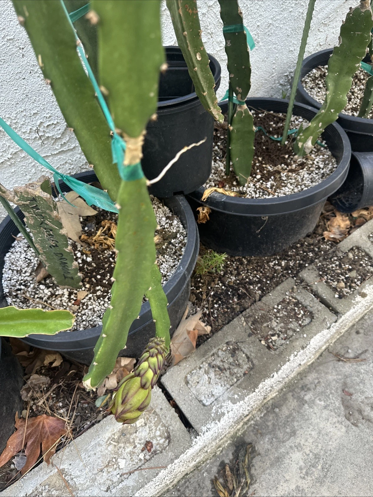Taiwan Orange Dragon Fruit Cuttings – 2 Live Unrooted Orange Dragon Pitaya Propagation Stems 10-15 Inches