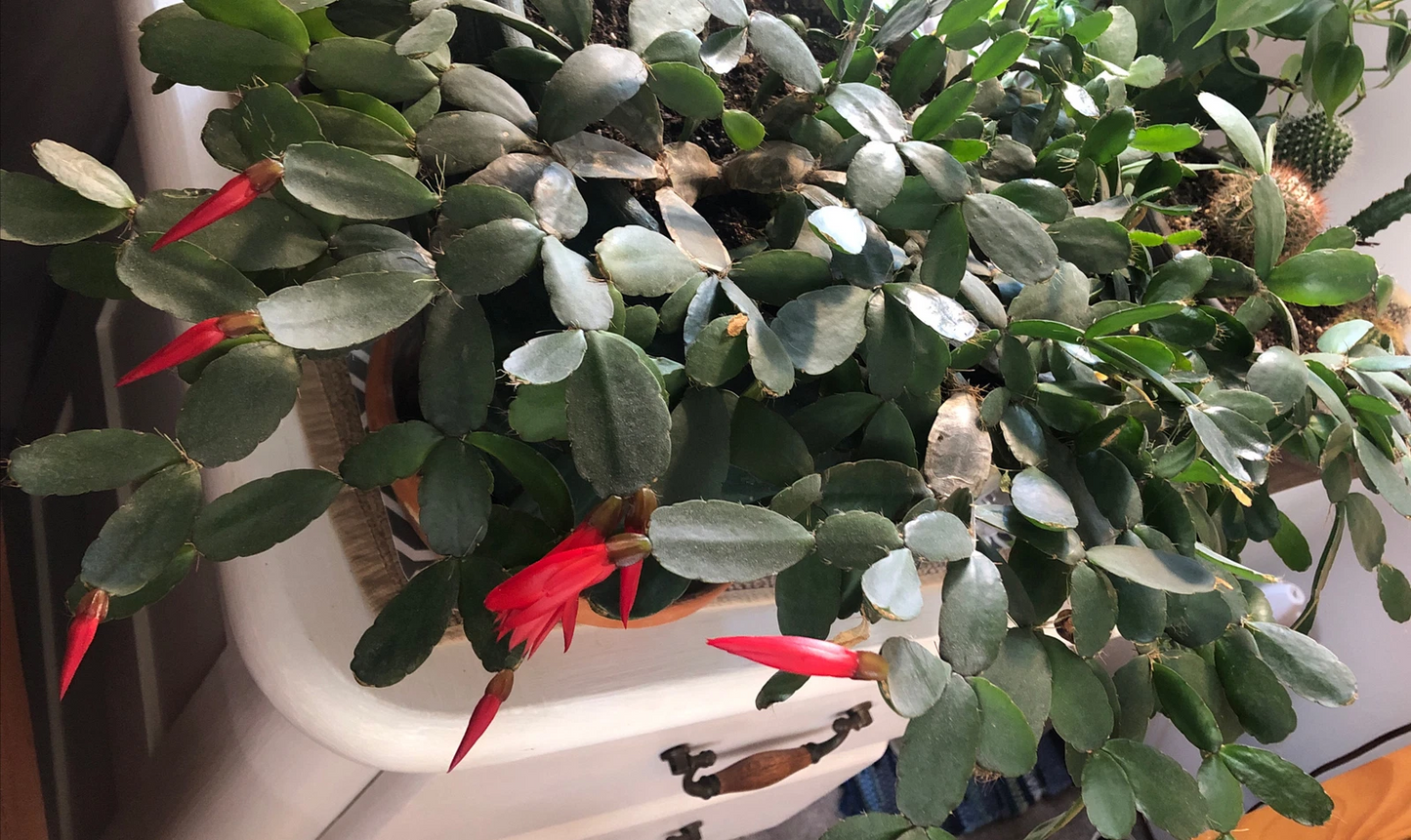 Easter Cactus Cuttings – 3 Unrooted Rhipsalidopsis gaertneri Propagation Clippings, 2 Segments for Indoor Planting