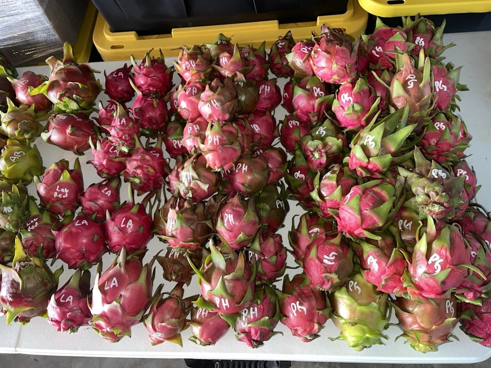 Dragon Fruit Orejona Cuttings – Mature Unrooted Pitaya Stems for Propagation