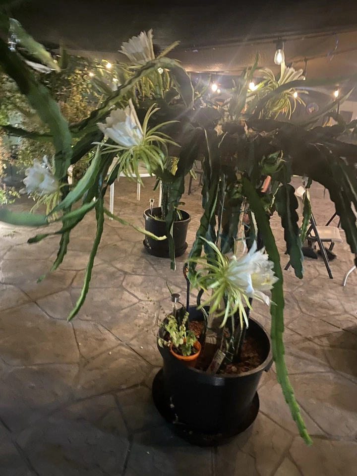 Red Dragon Fruit Cuttings – 3 Live Self-Pollinating Pitaya Climbing Cactus, 8-12 Inches, Hylocereus spp.