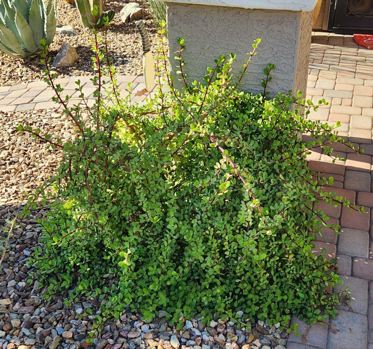 Portulacaria afra Mammoth Cuttings – 5 Elephant Bush Succulent Stems for Rooting & Growing, Live Starter Plant
