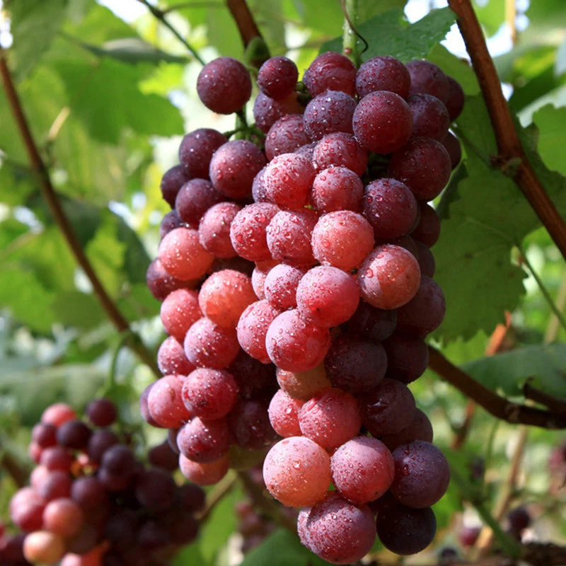 Red Flame Seedless Grape Vine Live Plant, Vitis vinifera, Climbing Fruit Vine for Outdoor & Container Growing