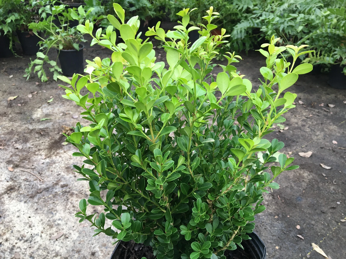 Japanese Boxwood Cuttings Set of 12 – Buxus microphylla Unrooted Evergreen Shrub for Garden Propagation