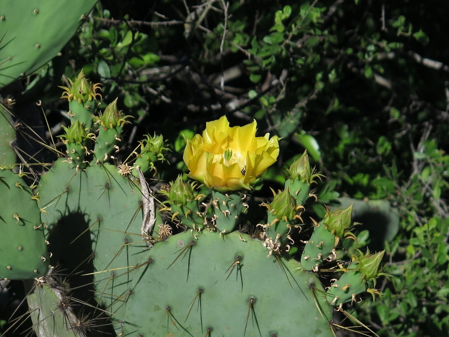 Engelmann's Prickly Pear Cactus Cutting – Live Opuntia engelmannii Pad for Planting, Desert Cactus Propagation, Hardy Xeriscape Plant