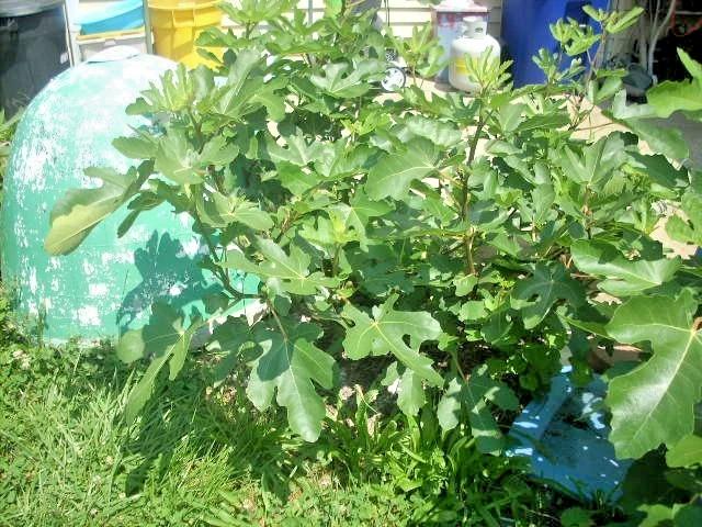 Maltese Falcon Fig Tree Cuttings – 5 Unrooted Ficus carica ‘Maltese Falcon’ Rain Tolerant Fruit Tree Propagation