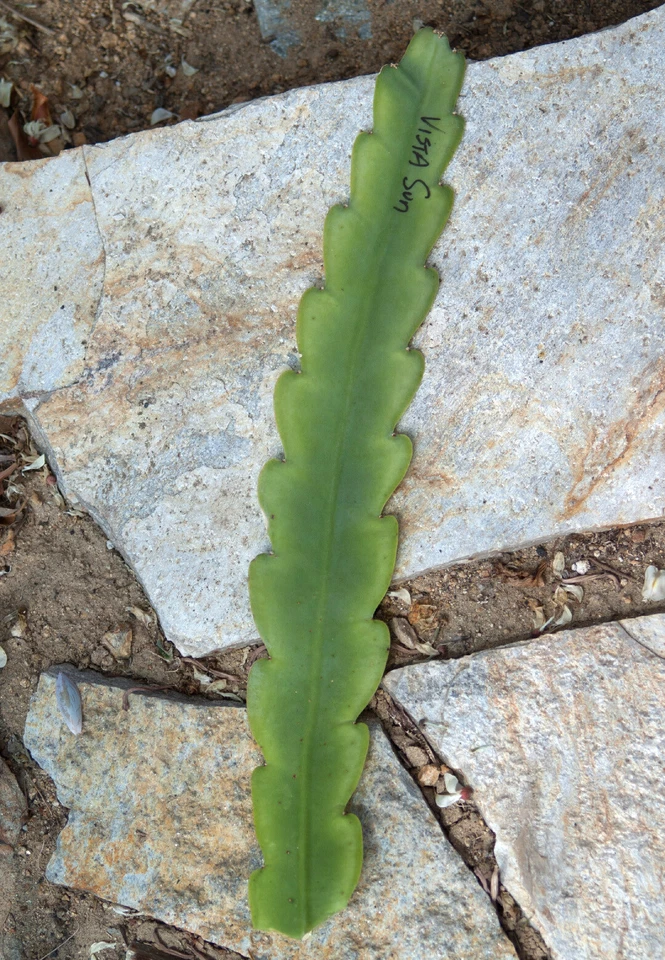 Epiphyllum Vista Sun Orchid Cactus Cutting – 8–10 Inch Unrooted Stem for Propagation & Blooming
