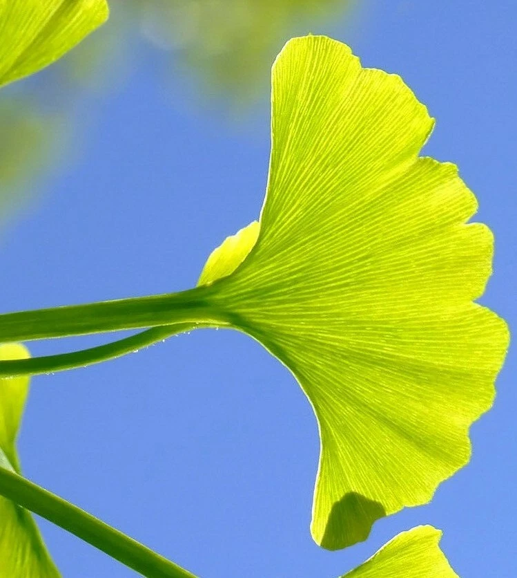 Ginkgo biloba 12 Fresh Cuttings for Rooting or Grafting – Hardy Ornamental Tree Starter