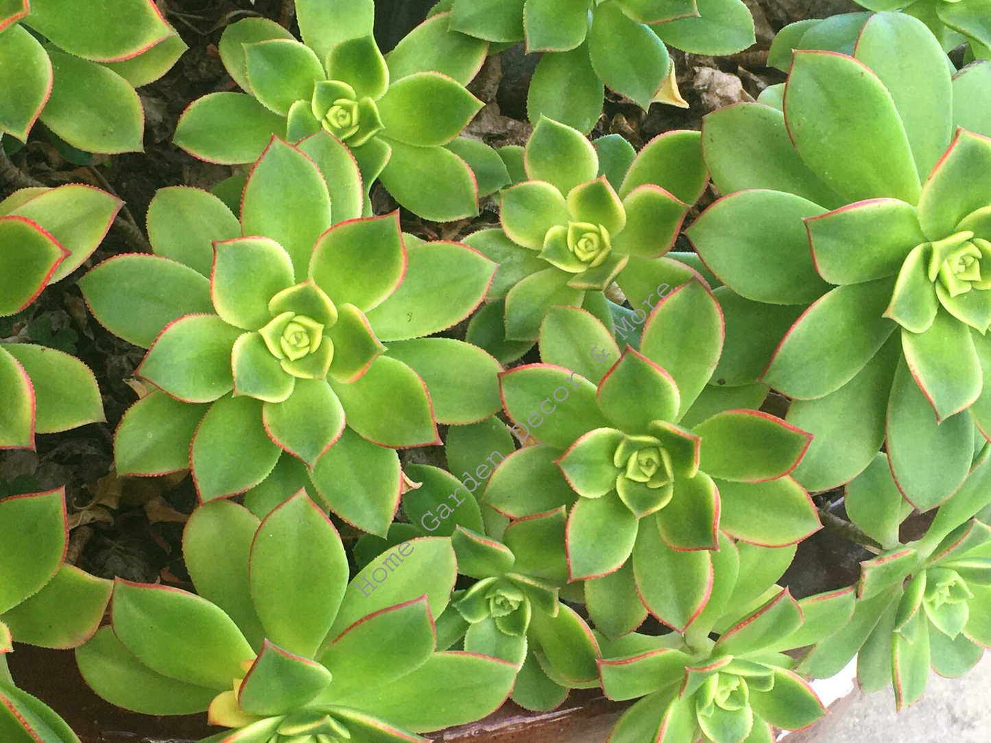 Aeonium Haworthii ‘Kiwi’ Succulent Cuttings – 2 Unrooted Rosettes 3-5 Inches, Tricolor Foliage, Cactus Rose Plant