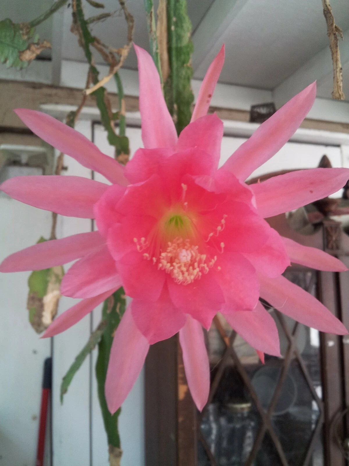 Epiphyllum Padre Pink Orchid Cactus Cutting – 6-8 Inch Unrooted Stem for Indoor & Patio Growing