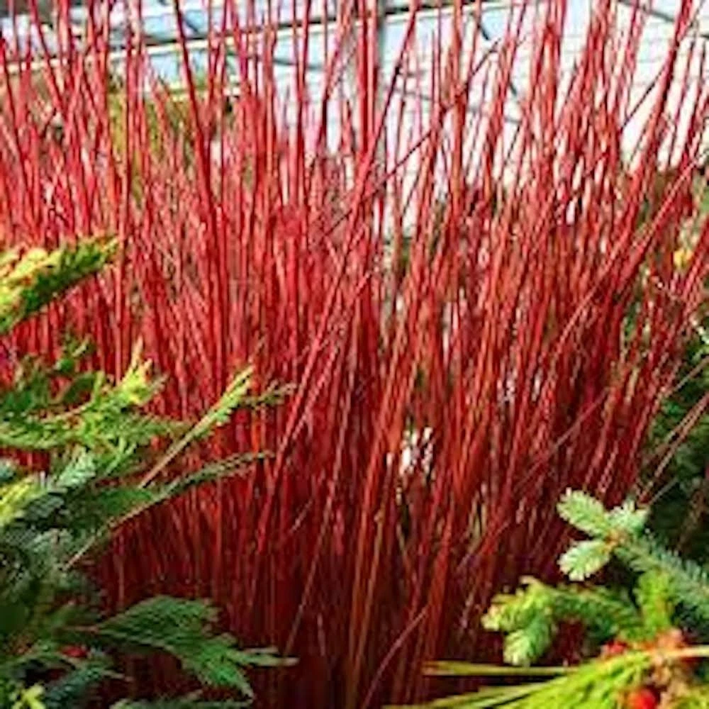 Red Twig Dogwood Live Shrub 12-24 Inch Tall - Cornus sericea Landscape Plant