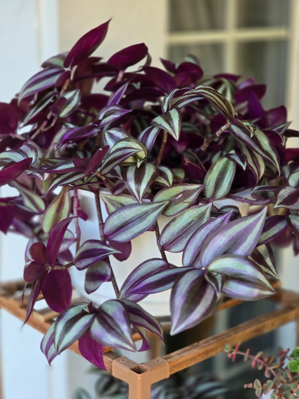 Tradescantia Zebrina Cuttings - 12 Live Unrooted Purple Wandering Jew Stems, 4-6 Inch