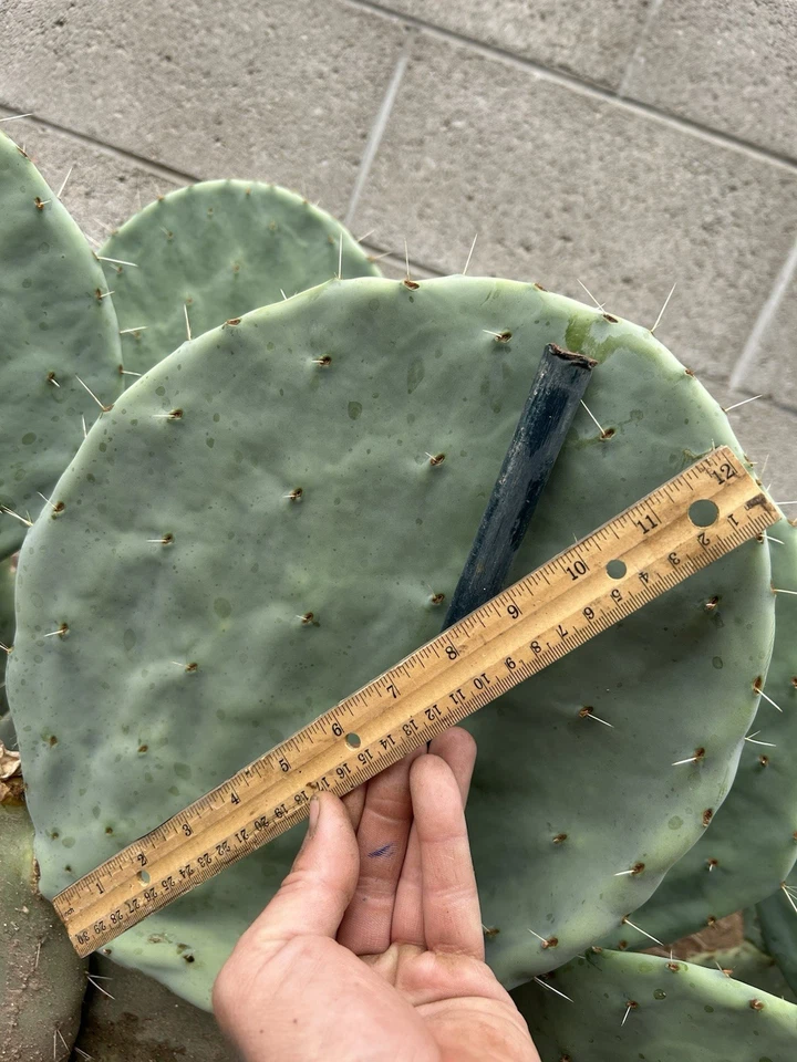 Opuntia robusta cactus cutting 10-12 inches unrooted prickly pear pad for propagation ornamental desert plant