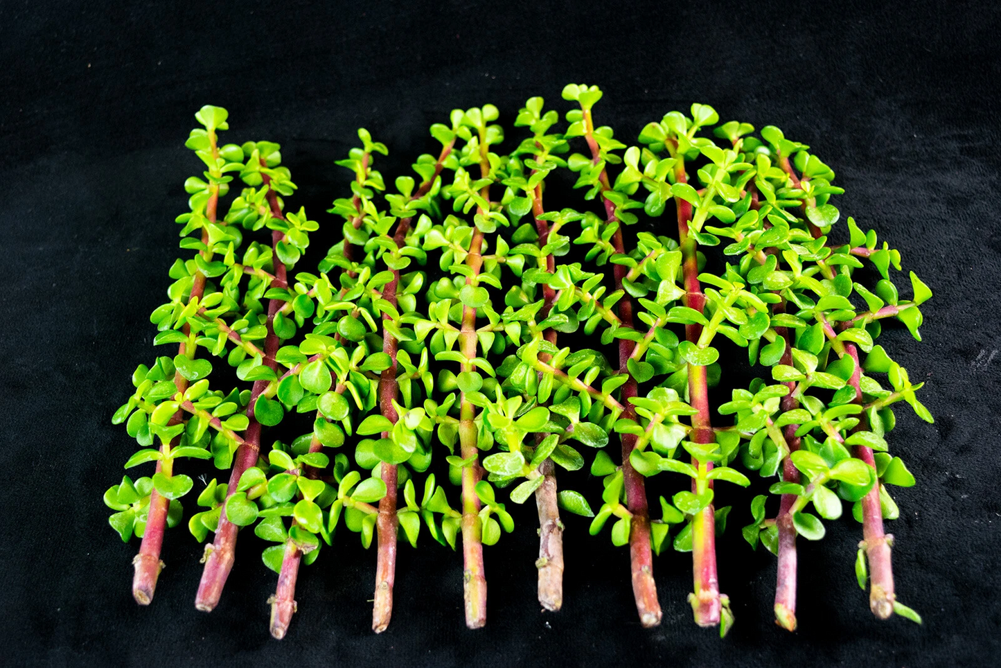 Portulacaria Afra Succulent Cuttings – 30 Unrooted Elephant Bush Propagation Material for Indoor & Outdoor Container Growing