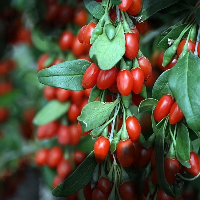 Organic Goji Berry Cuttings – 20 Unrooted Lycium barbarum Fruit Shrub Propagation Material