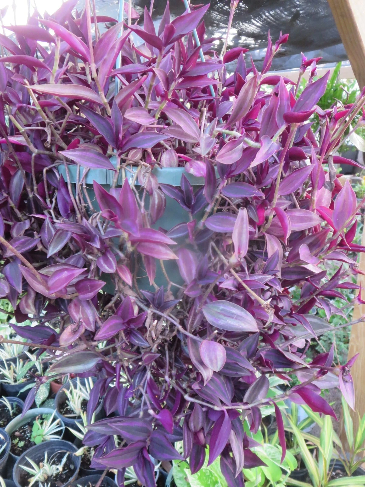 Tradescantia zebrina Cuttings – 20 Unrooted Stem Propagation Plants, Dark Burgundy & Purple Foliage