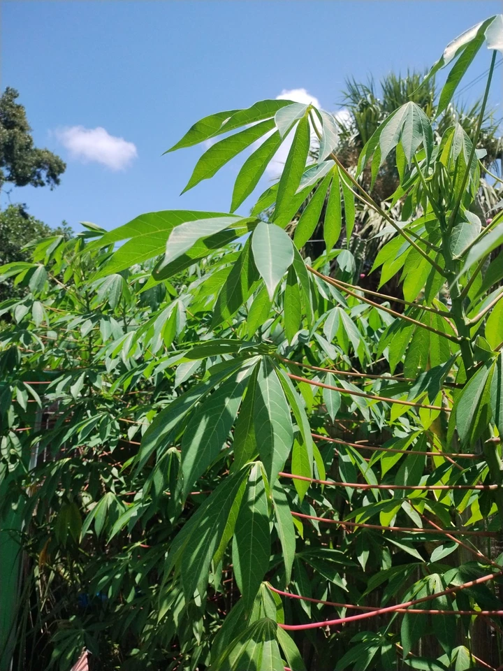 Red Cassava Cuttings – 15 Unrooted Stem Cuttings, 5-8 Inches, Manihot esculenta, Tropical Yuca Propagation for Warm Climates