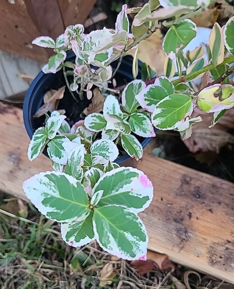 Variegated Creeping Fig Cuttings – 5 Unrooted Vine Stems, 6+ Inches, Ficus pumila ‘Variegata’ Indoor Climbing & Trailing Plant