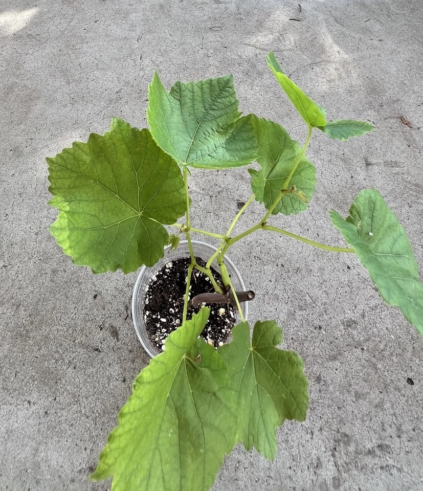 Green Grape Vine Cutting with Pot – 10 Inch Seedless Grape Plant Ready to Grow