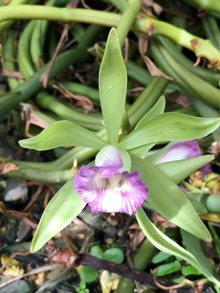 Vanilla Orchid Cuttings – Vanilla dilloniana Live Plant Vining Climbing Orchid for Propagation