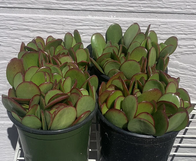 Jade Plant Cuttings 18 Live Succulent Stems Crassula ovata Propagation for Indoor Garden
