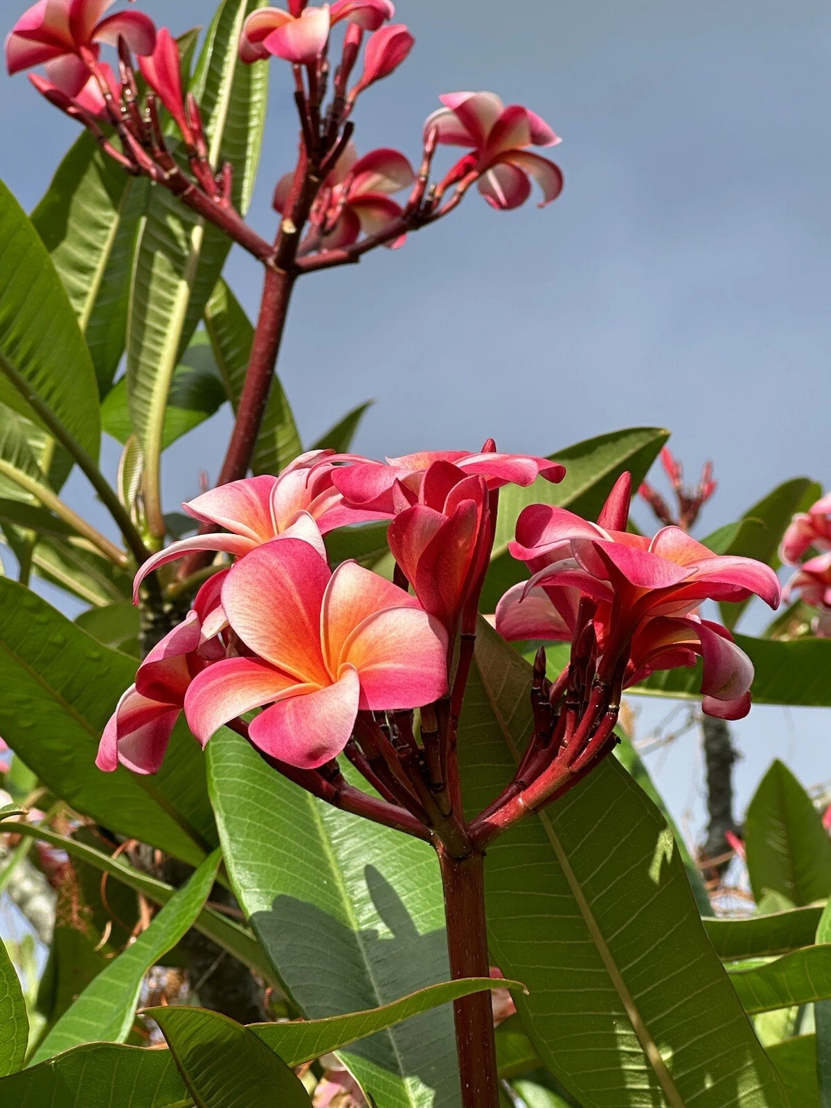 Pink Plumeria Cutting - 3 Fresh 10-Inch Single-Head Stems for Tropical Garden Growing