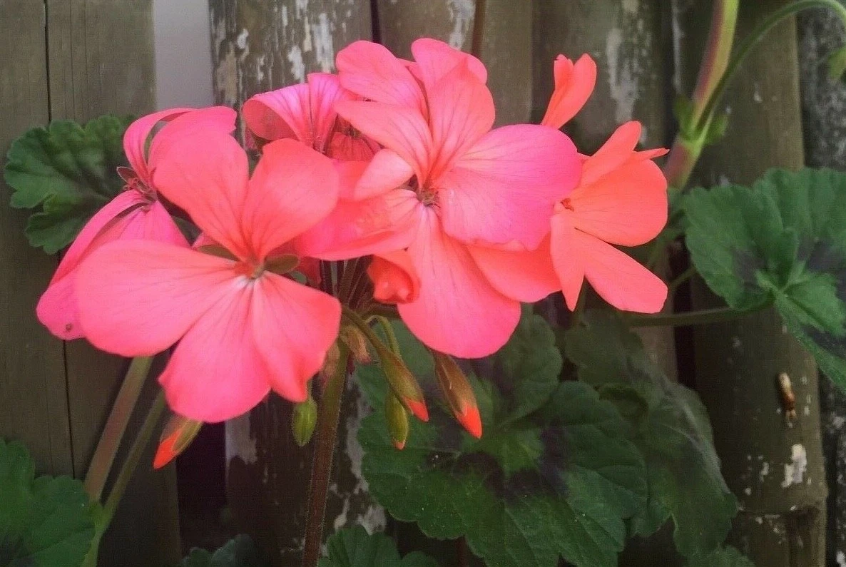 Orange Pink Zonal Geranium Live Plant Cuttings – 4 Starter Pelargonium × hortorum for Containers & Garden Beds