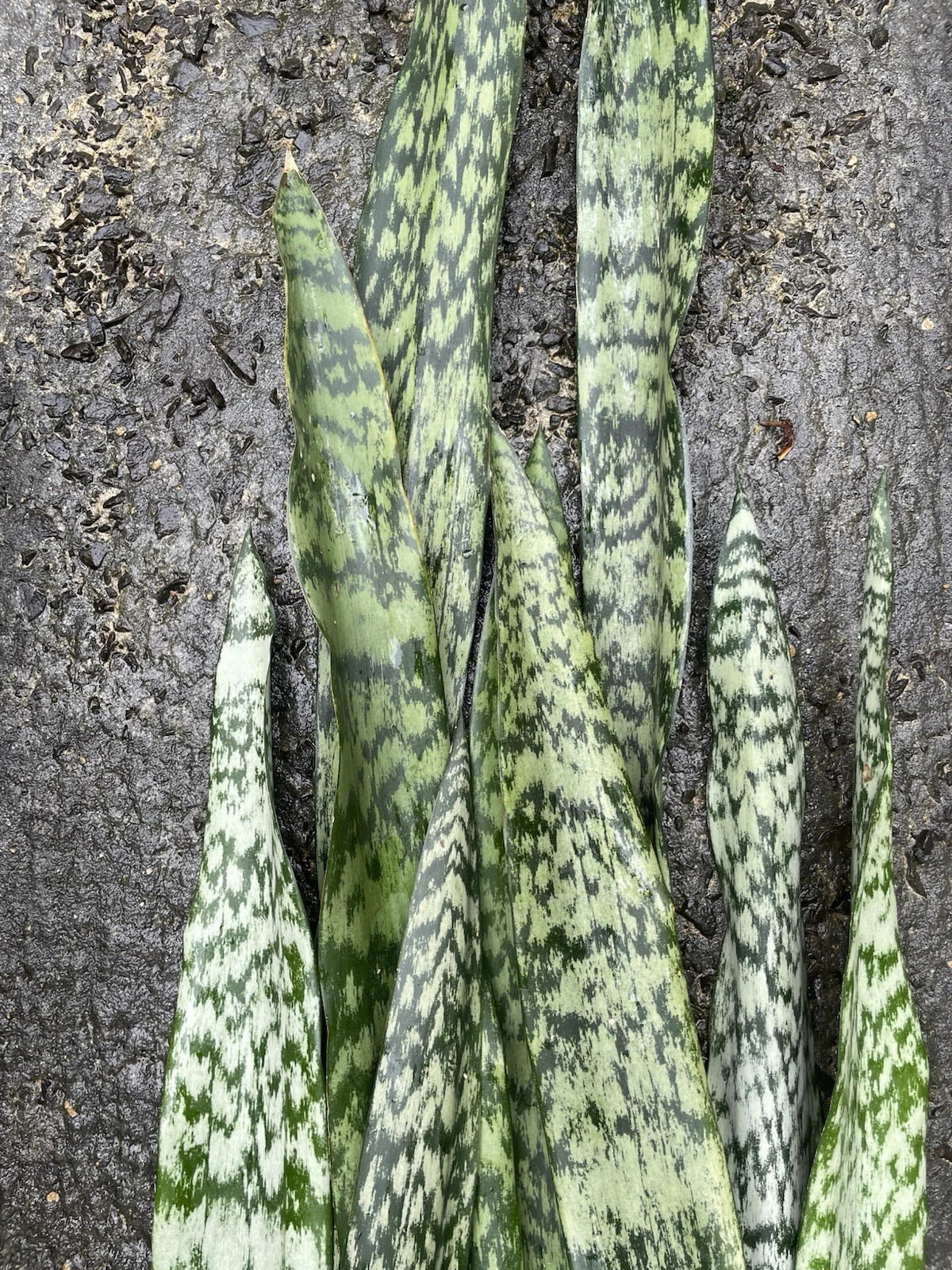 Sansevieria Snake Plant Leaf Cuttings – 9 Unrooted Hawaii Grown Propagation Starter Cuttings for Indoor Houseplants