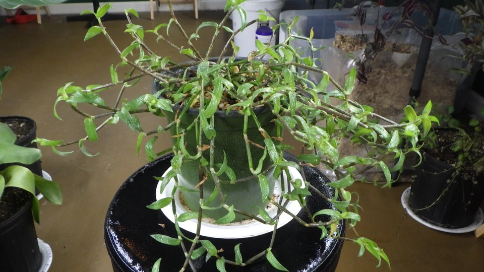 Callisia micrantha Cuttings – Easy Rooting Trailing Houseplant Vine for Indoor Décor