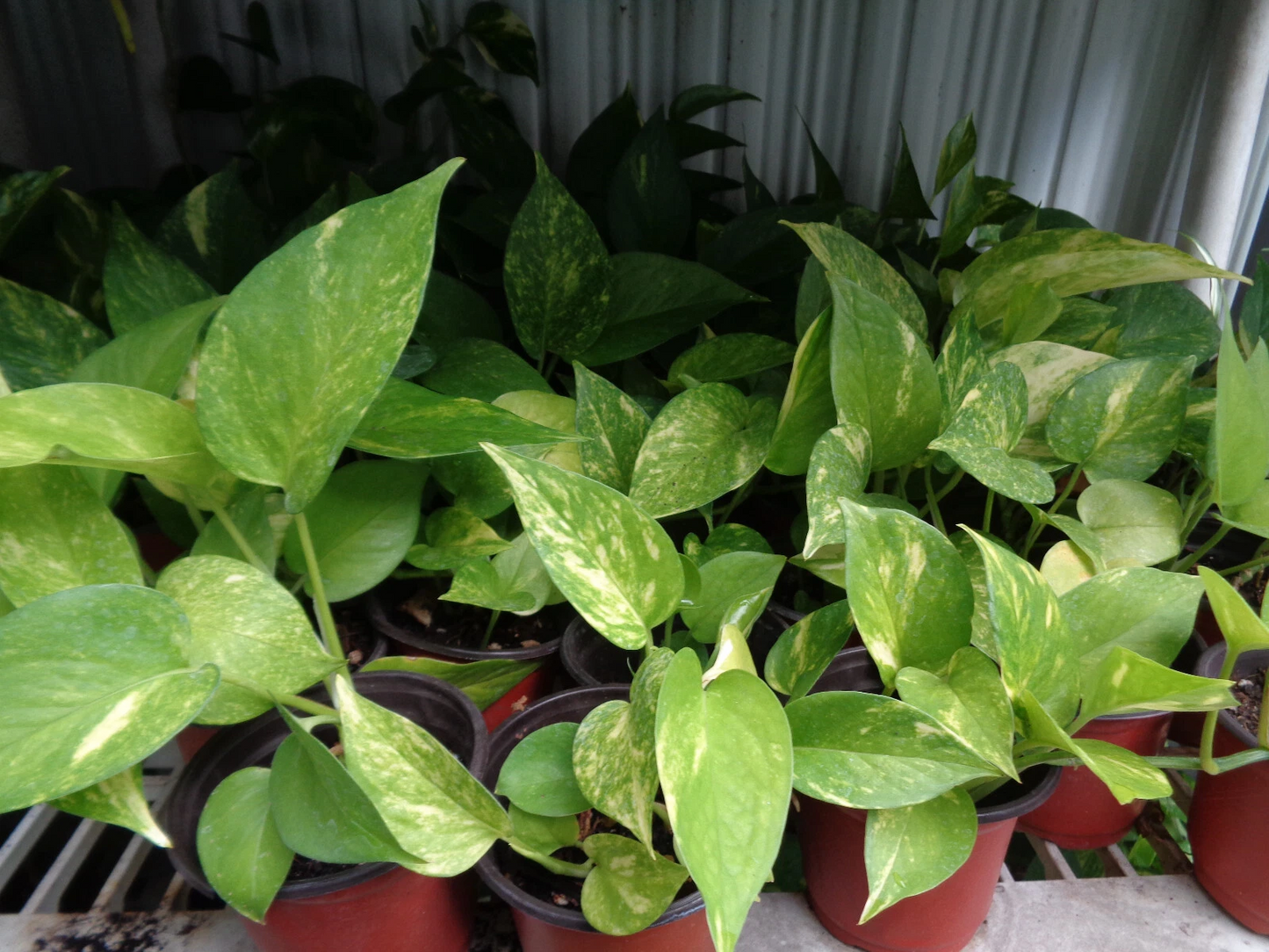 Fully Rooted Pothos Houseplant Cuttings – 2 Bare Root Epipremnum aureum Indoor Vines, 5–6 Inches