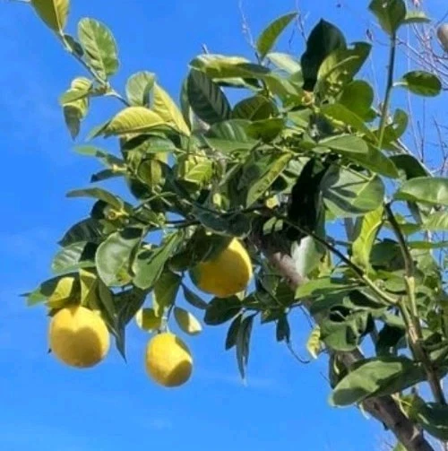 Ponderosa Lemon Cutting – Citrus limon ‘Ponderosa’ – Live Propagation Scion 6-8 Inches for Rooting or Grafting