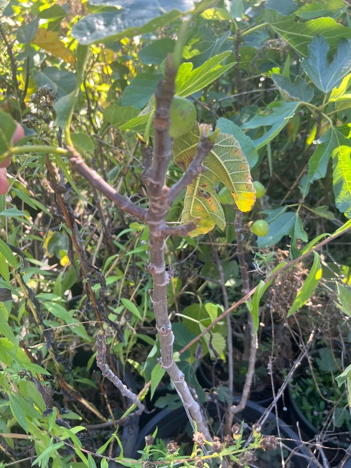 Fig Tree Cuttings – 3 Unrooted Bordissot Rossa Ficus carica Propagation Stems