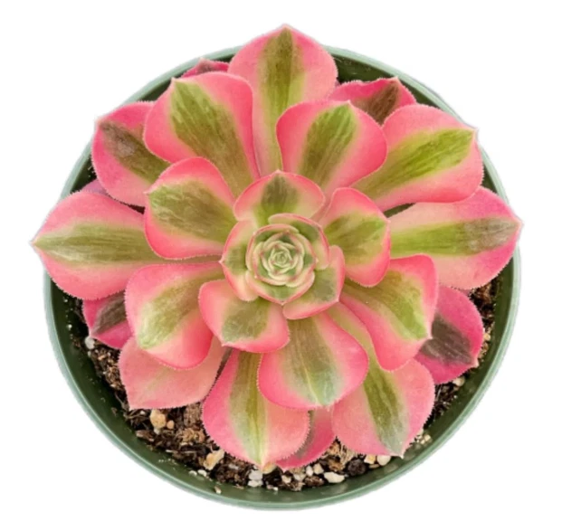 Succulent Cutting - Aeonium Pink Witch, Rosette Foliage, 2-6 Inches, Live Plant, Aeonium spp.