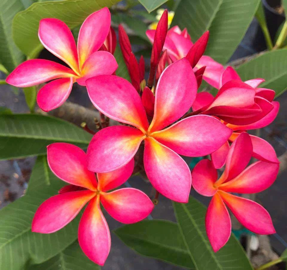 Pink Yellow Plumeria Cutting – 6-8 Inch Stem for Planting, Tropical Frangipani Propagation, Unrooted Flowering Tree Stem