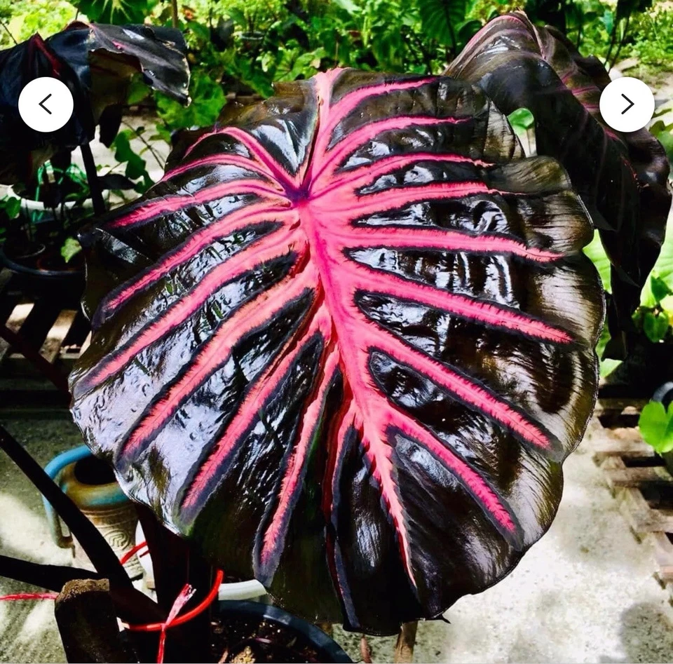 Black Lava Colocasia Plant – Rooted Small Elephant Ear Starter for Tropical Gardens & Containers