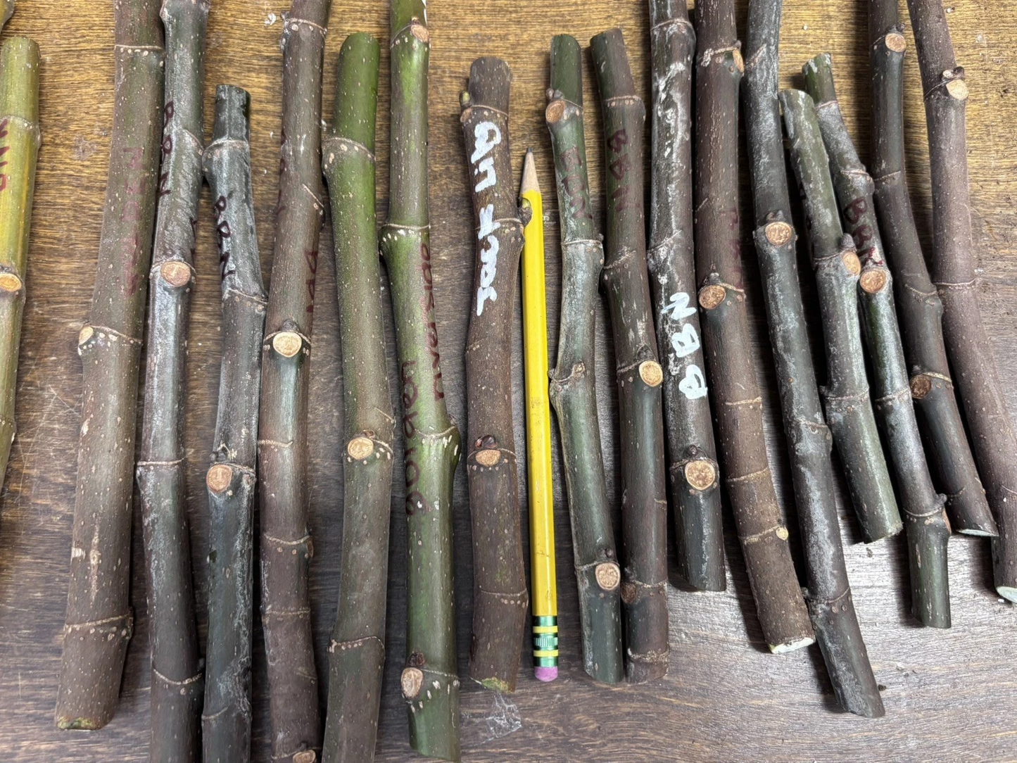 Ronde de Bordeaux Fig Cuttings β Unrooted Hardwood Ficus carica Propagation for Garden or Container Growth