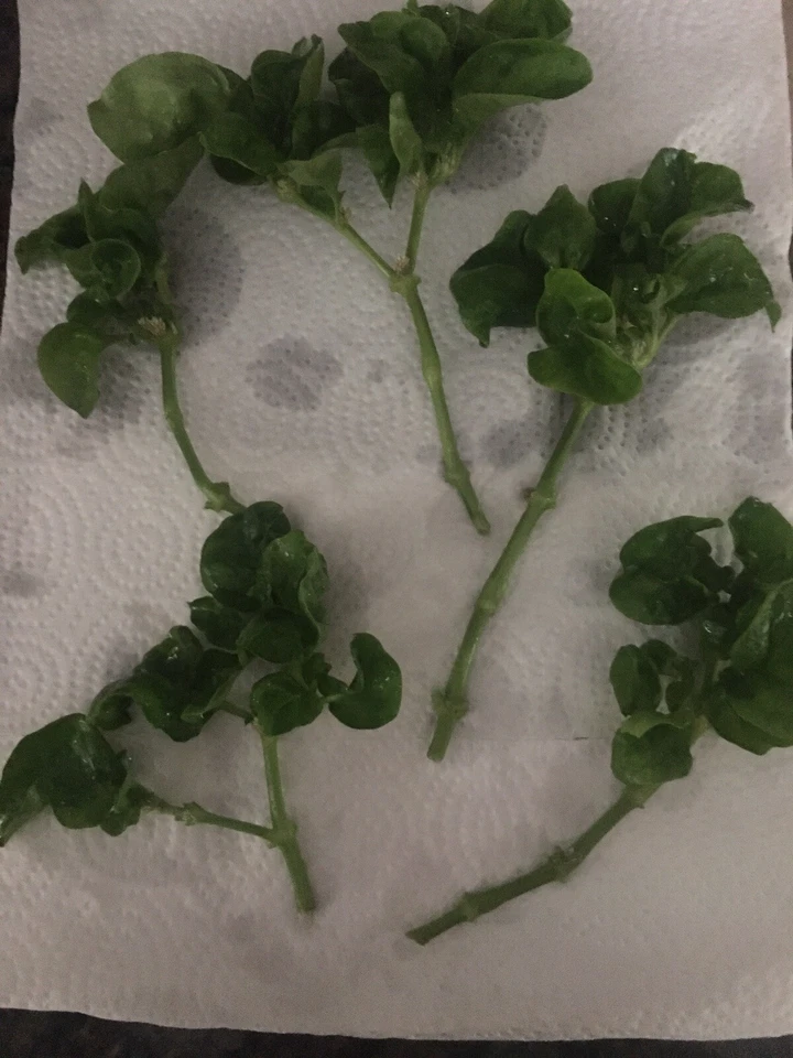 Brazilian Spinach Cuttings - 8 Live Alternanthera Sissoo Cuttings for Planting