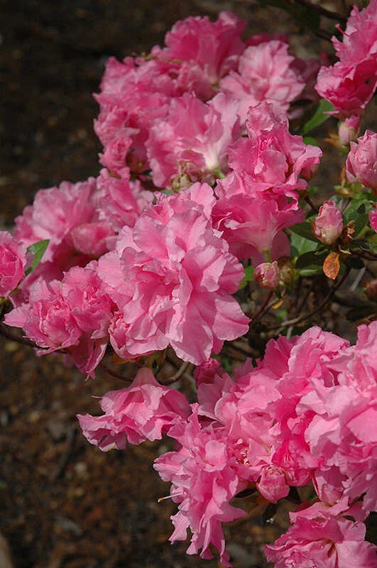 Azalea Starter Plant - Orchid Pink Triple Blooms, Deciduous Rhododendron 'Hallie' for Garden & Landscape