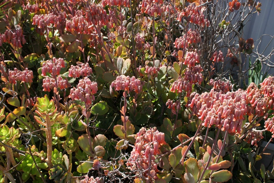 Kalanchoe Fedtschenkoi Succulent Cuttings - Full Box Load of Fresh Propagation Cuttings