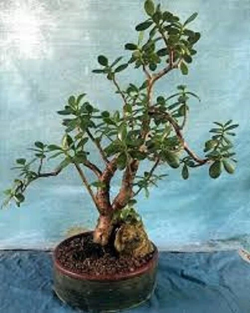 Crassula Ovata Crosby’s Compact Jade Plant – Large Live Succulent 17–24 Inches, Green Foliage, Indoor/Outdoor, Well-Established