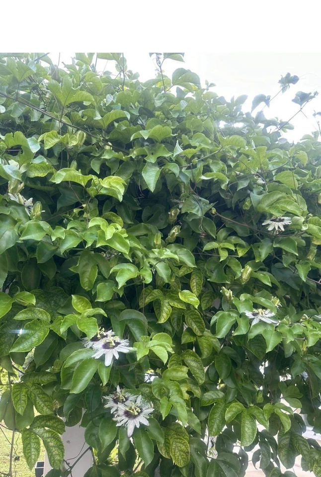 Passion Fruit Vine Cuttings – 10 Fresh 8–10 Inch Passiflora edulis Stems for Planting