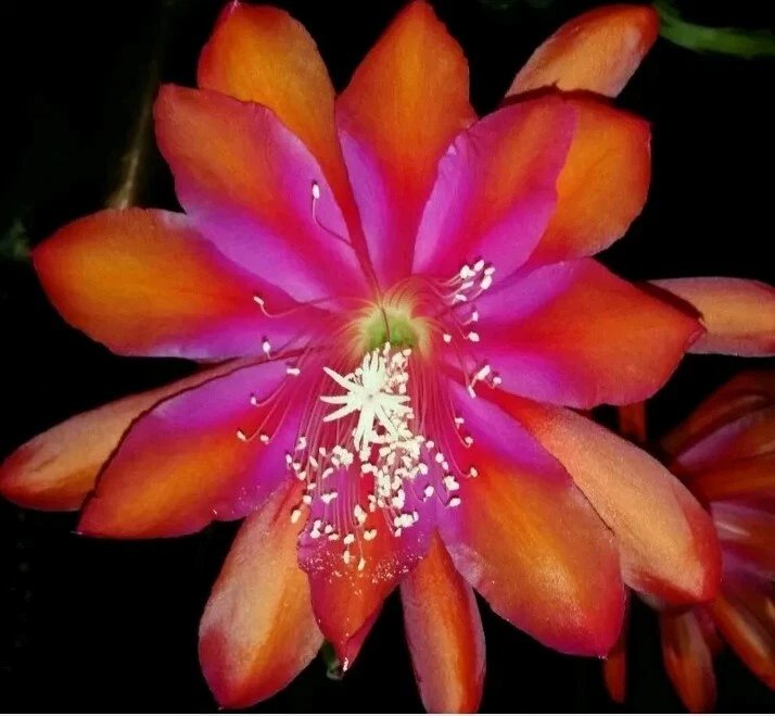 Epiphyllum Sparkling Burgundy Cutting – Live Unrooted Orchid Cactus for Propagation