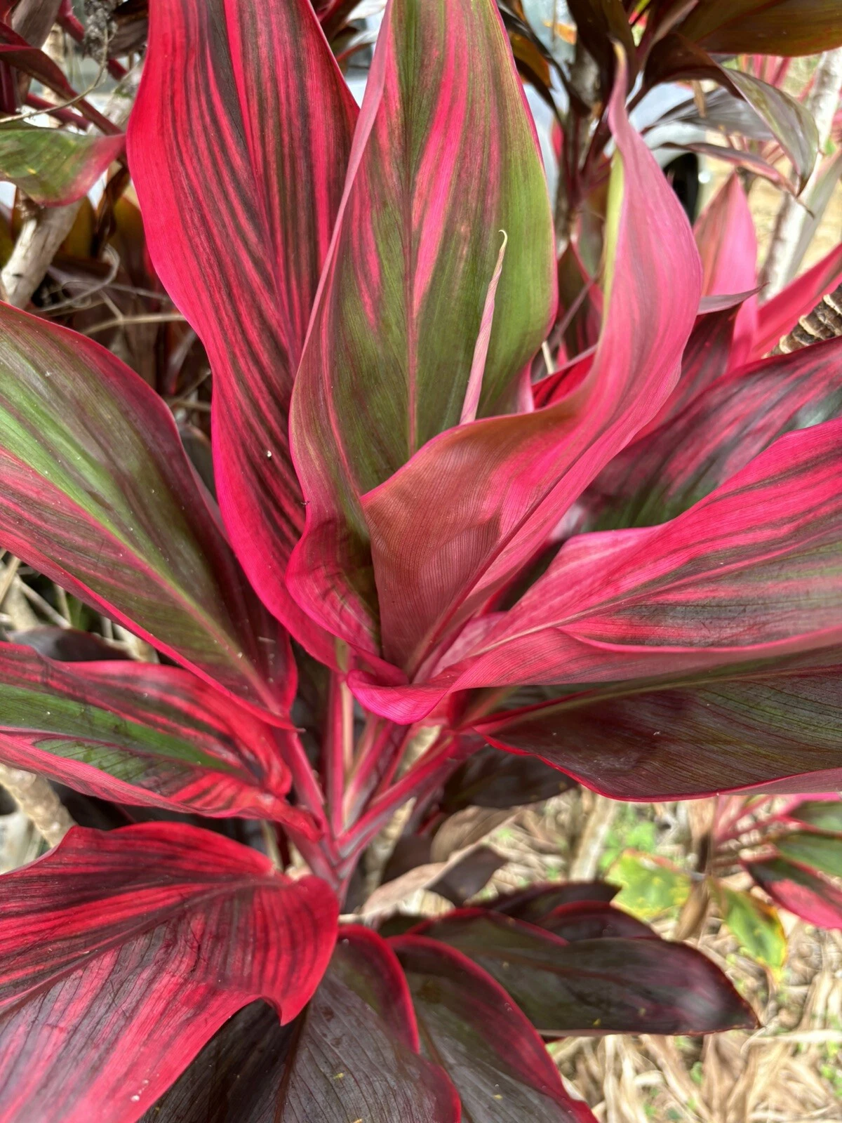 Hawaiian Ti Leaf Cuttings – 25 Unrooted 6-Inch Starter Logs in Green, Pink, Red Hybrid Cordyline for Tropical Landscaping & Potted Displays