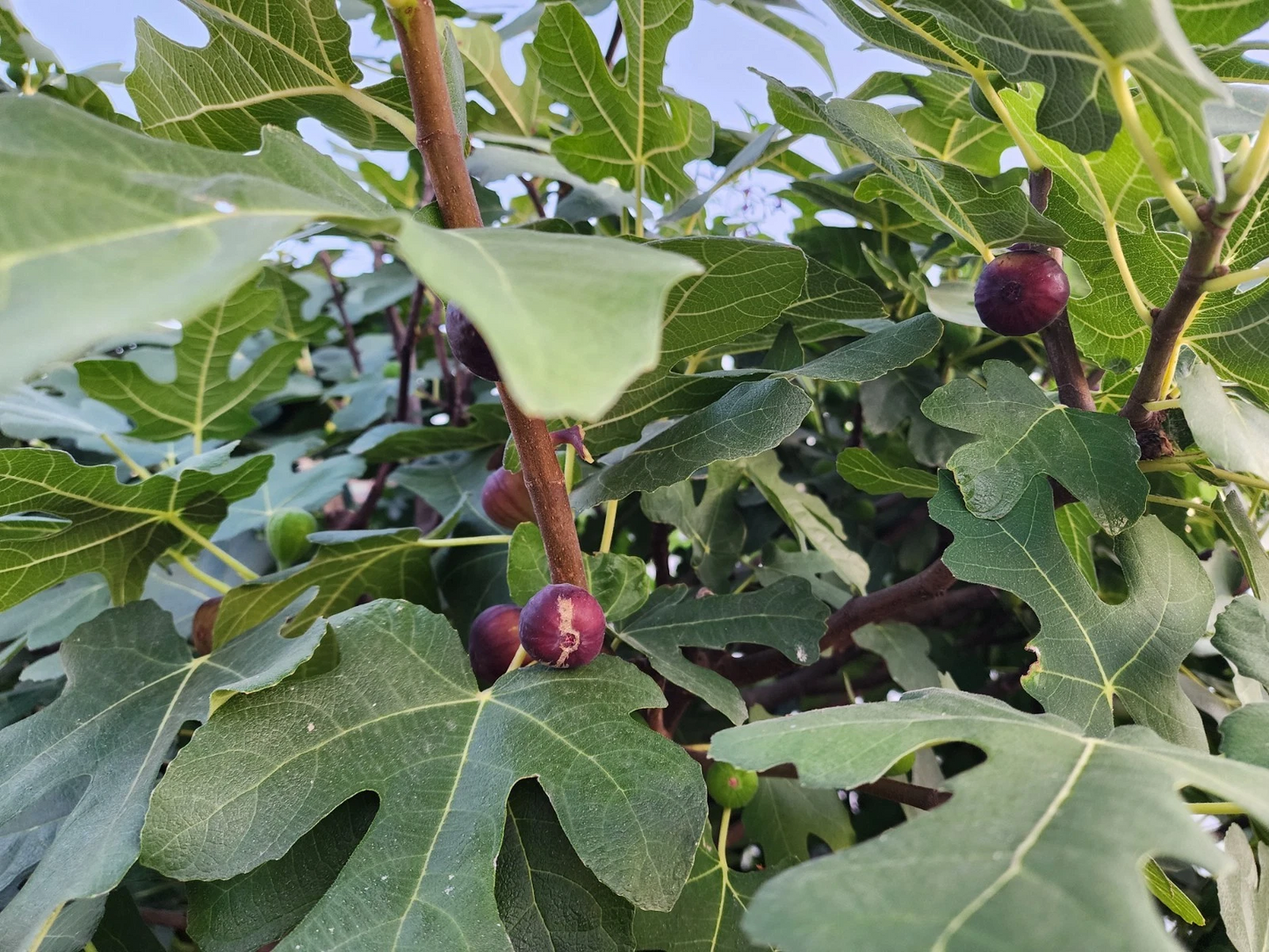Fig Tree Cuttings Italian Ponza – 6 Live Ficus Carica Propagation Cuttings for Garden or Container Planting