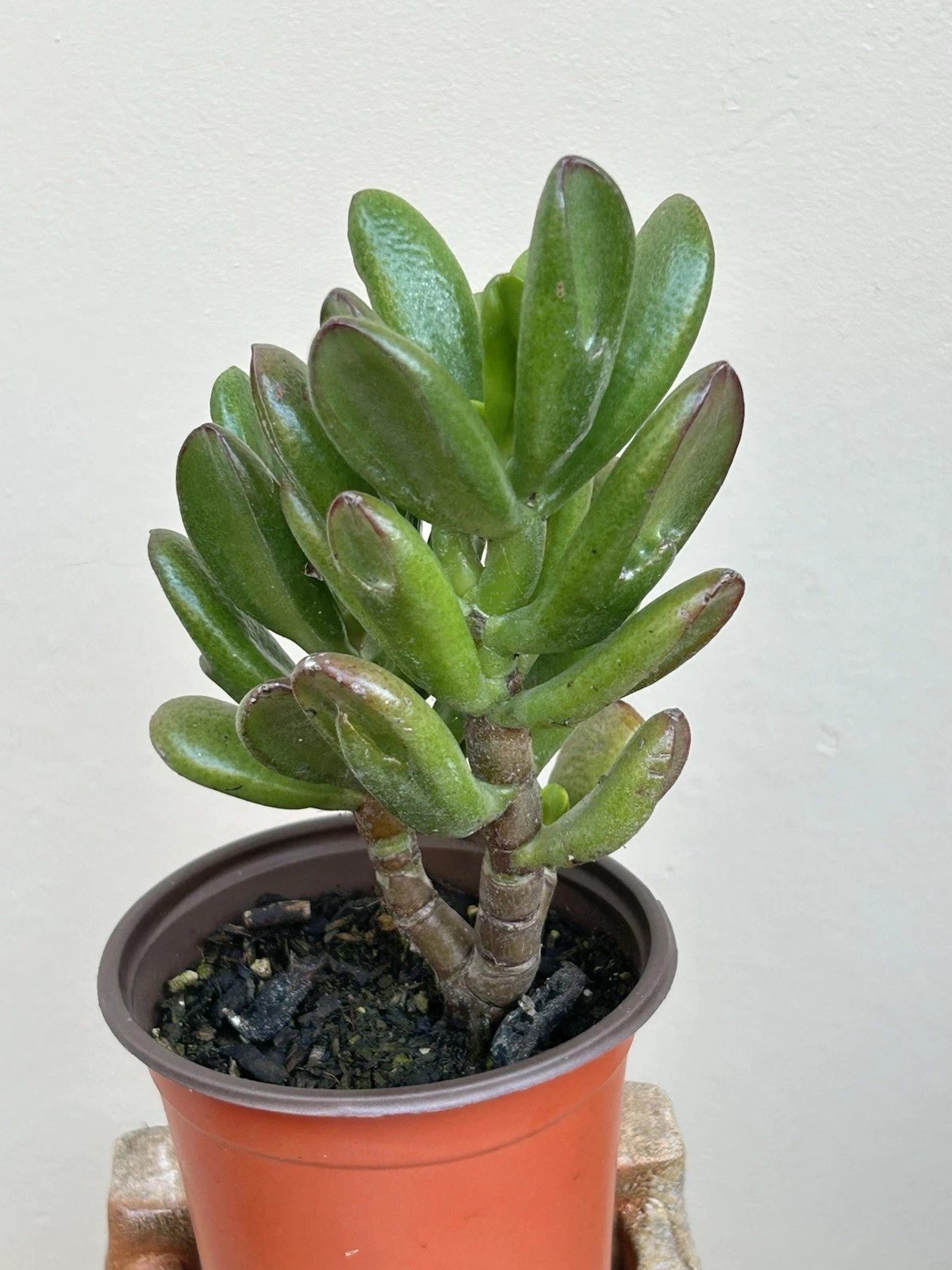 Ogre Ears Jade Plant Cuttings with Roots – Crassula ovata ‘Gollum’ Succulent for Indoor Outdoor Growing